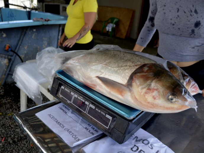 Feira Do Peixe Vivo Comercializa Toneladas De Pescado Em Em